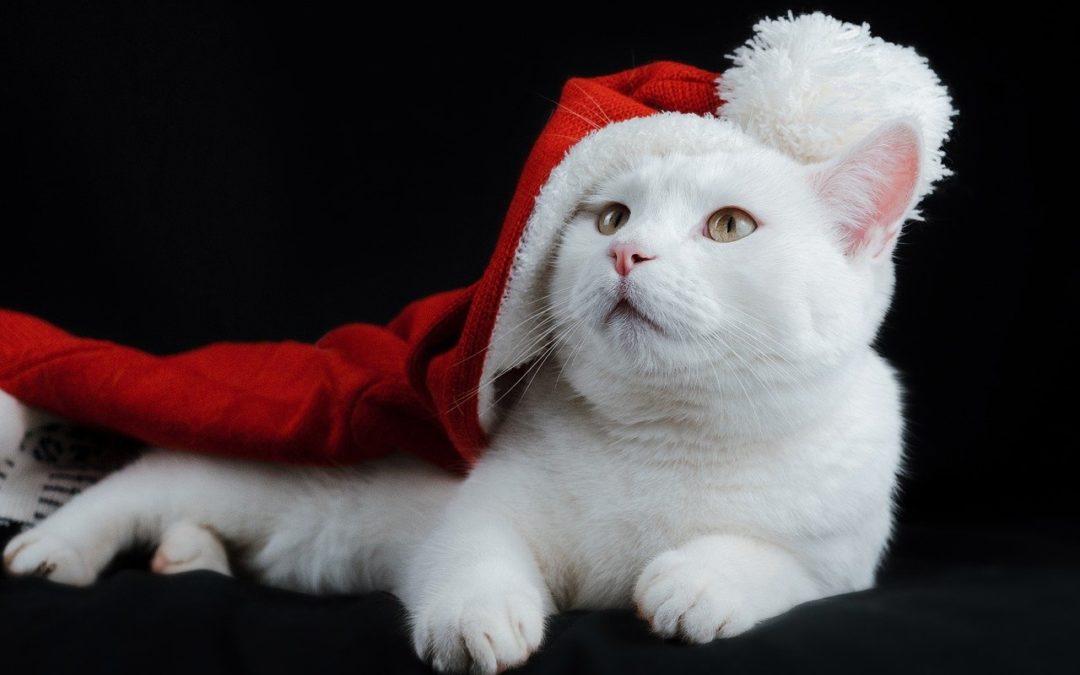 Alle Jahre wieder – Weihnachten kommt plötzlich